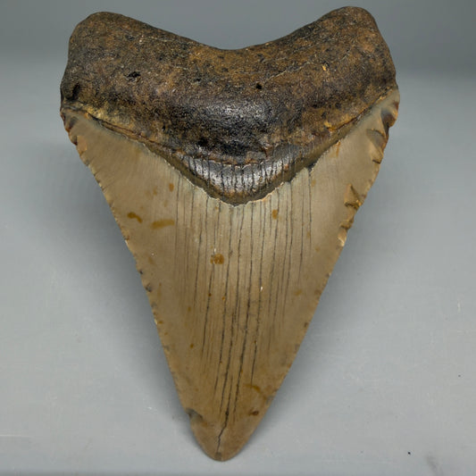 Front View Colorful 4.02" Authentic Megalodon Tooth – North Carolina Fossil | Carcharocles megalodon CM6309