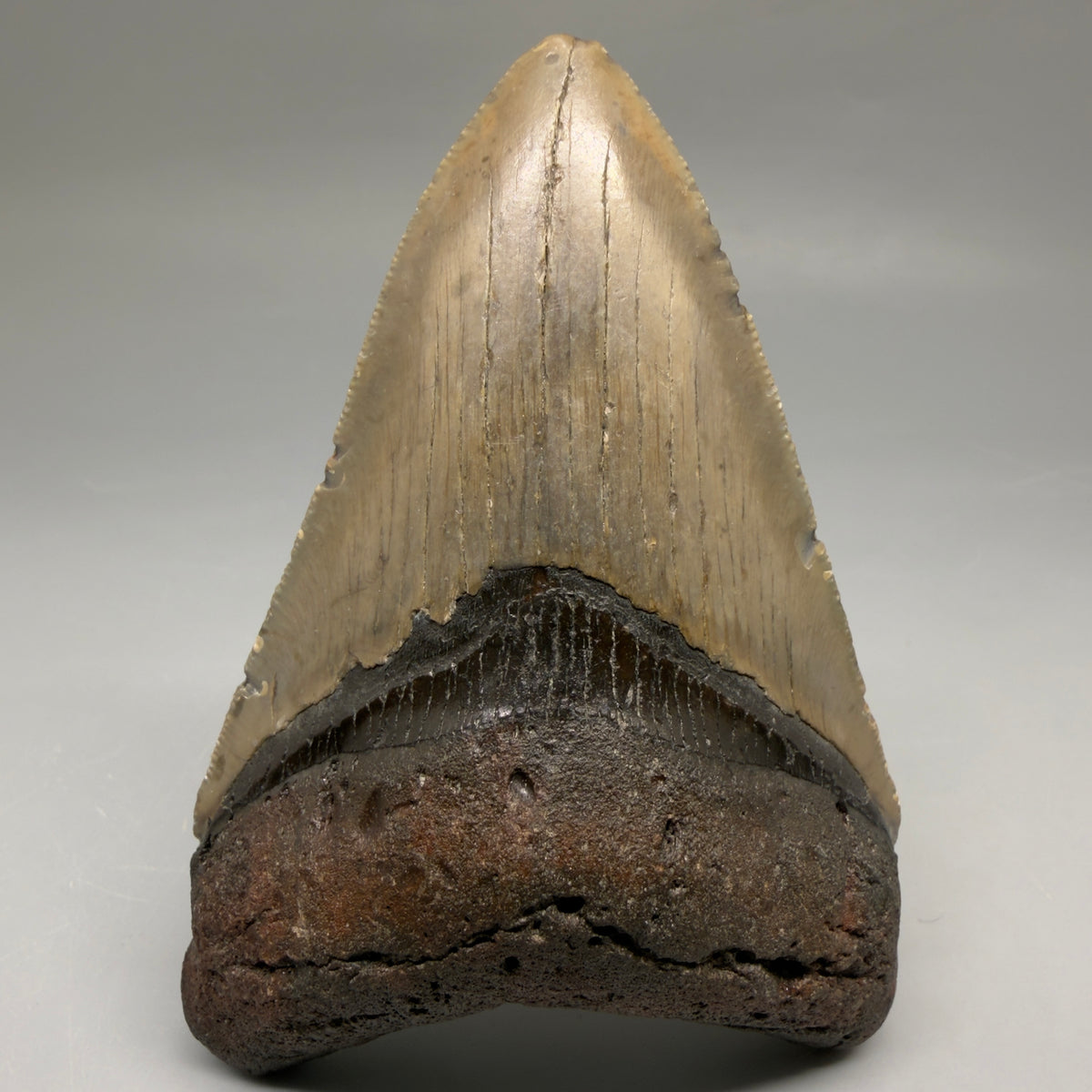 Front View Colorful 4.02" Authentic Megalodon Tooth – North Carolina Fossil megalodonteeth.com CM6749