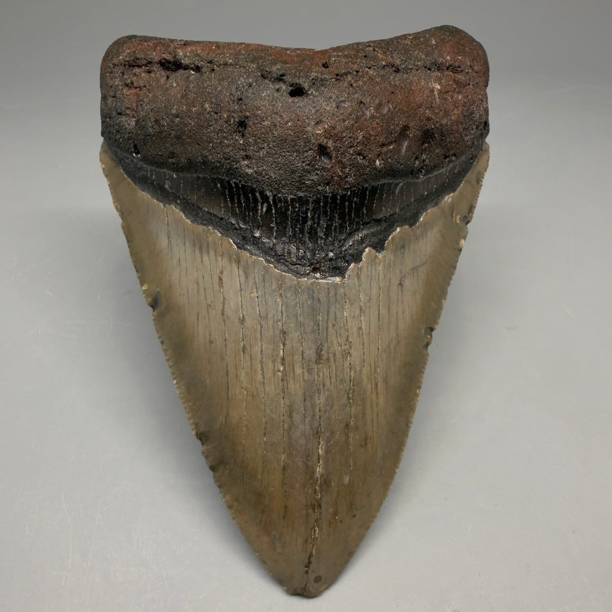 Front View Colorful 4.02" Authentic Megalodon Tooth – North Carolina Fossil megalodonteeth.com CM6749 - 1