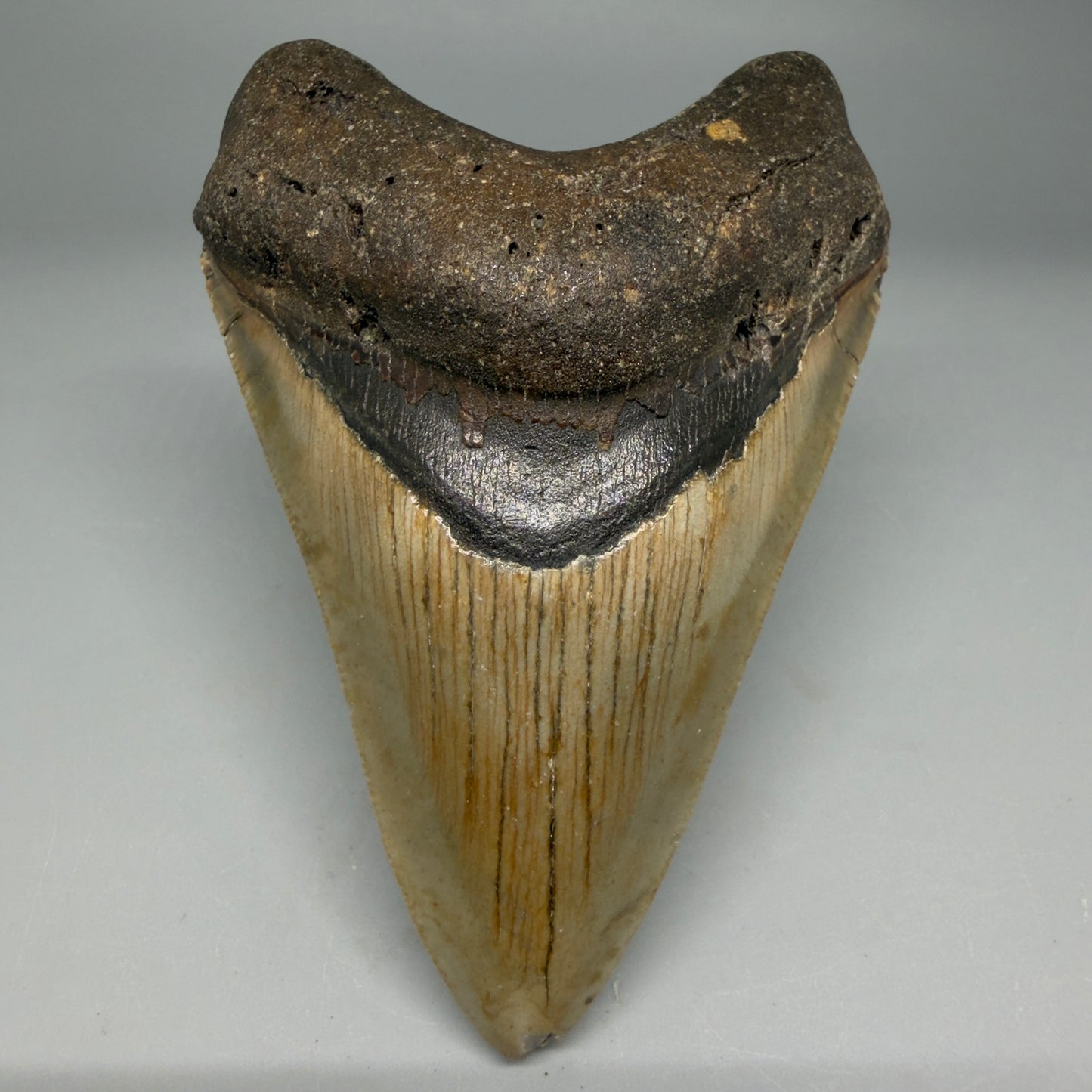 Front View Colorful 4.04" Authentic Megalodon Tooth – North Carolina Fossil | Carcharocles megalodon CM6310