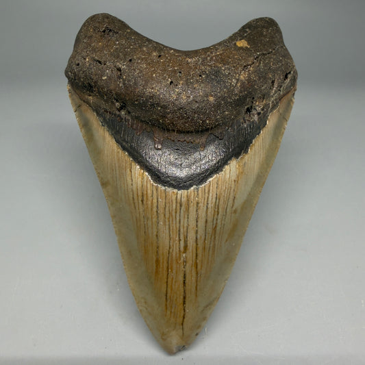 Front View Colorful 4.04" Authentic Megalodon Tooth – North Carolina Fossil | Carcharocles megalodon CM6310