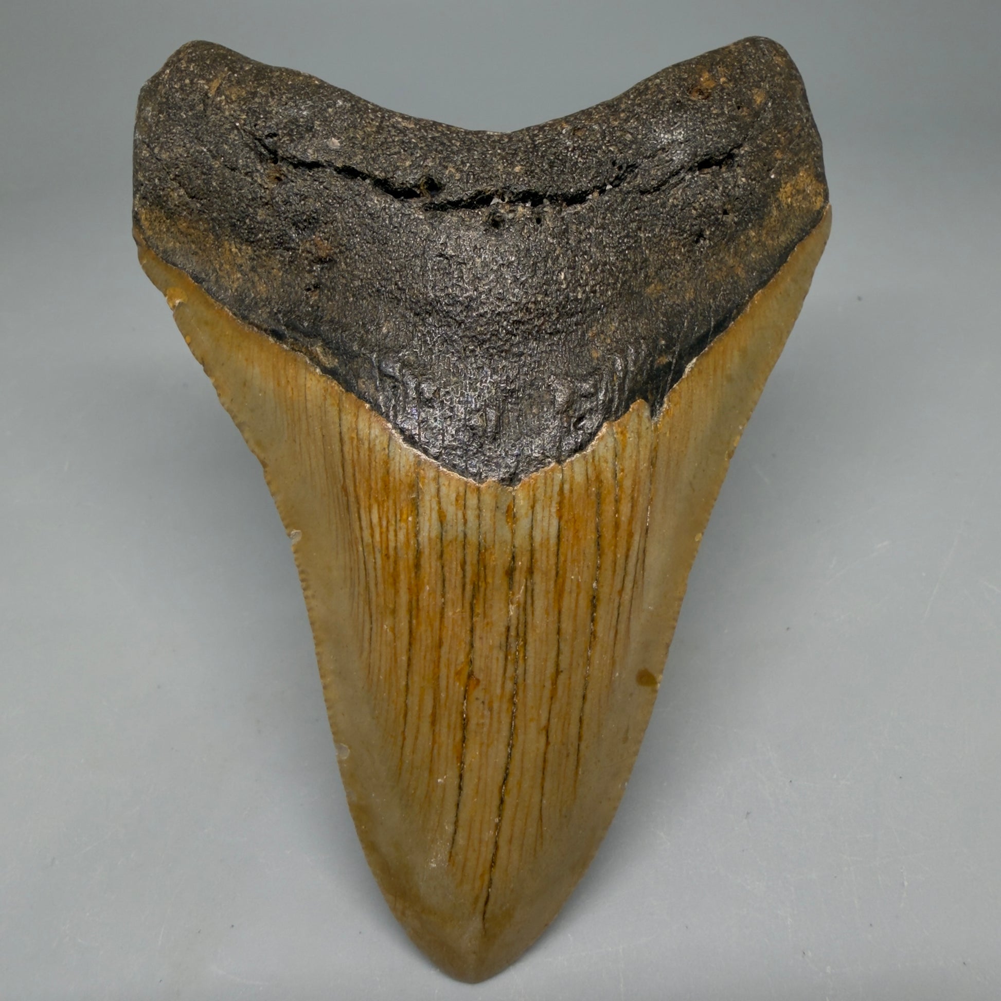 Front View Colorful 4.06" Authentic Megalodon Tooth – North Carolina Fossil | Carcharocles megalodon CM6516 - 1