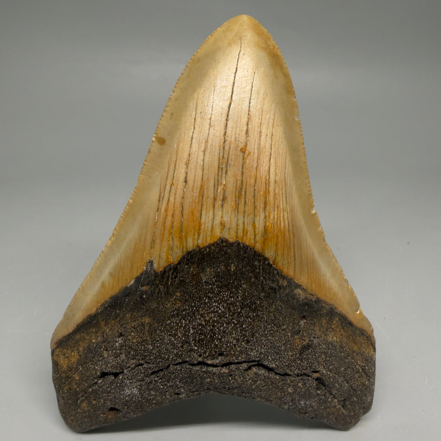 Front View Colorful 4.06" Authentic Megalodon Tooth – North Carolina Fossil | Carcharocles megalodon CM6516