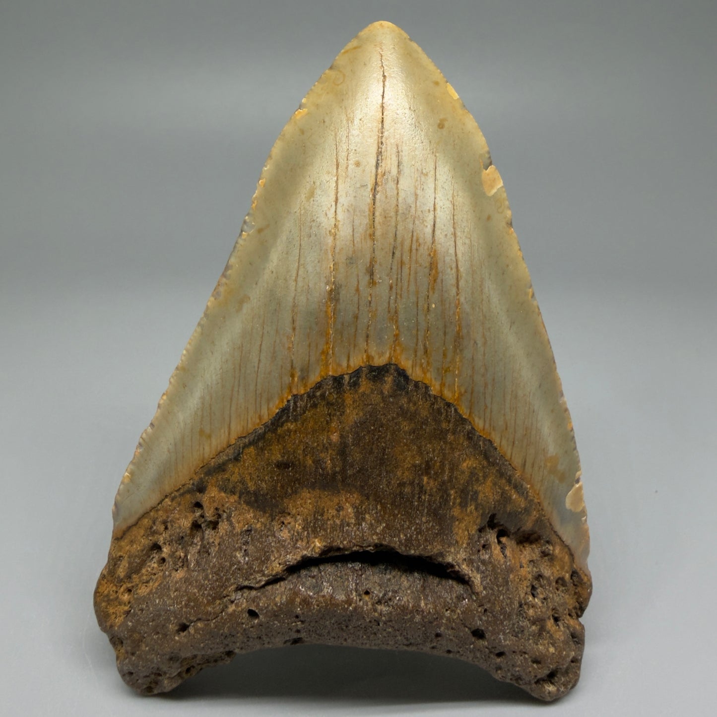 Front View Colorful 4.07" Authentic Megalodon Tooth – North Carolina Fossil | Carcharocles megalodon CM5468 