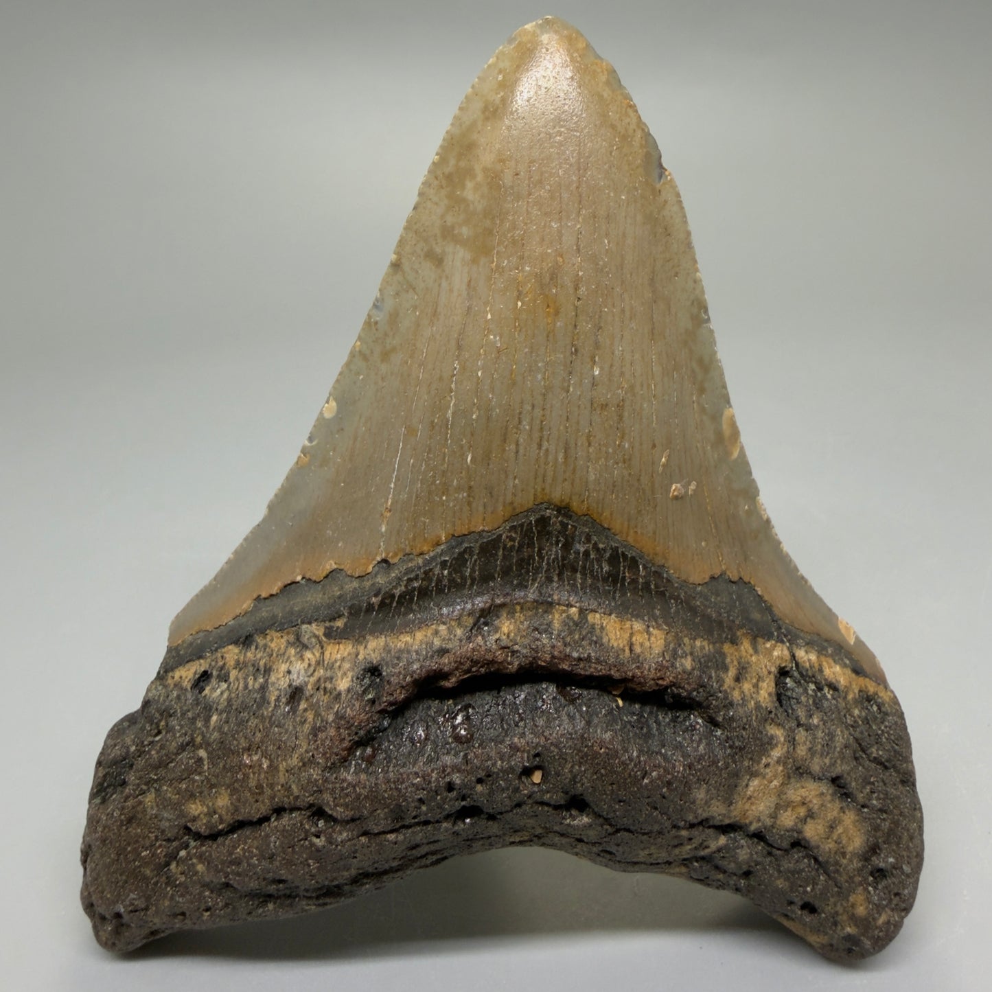Front View Colorful 4.07" Authentic Megalodon Tooth – North Carolina Fossil | Carcharocles megalodon CM6225