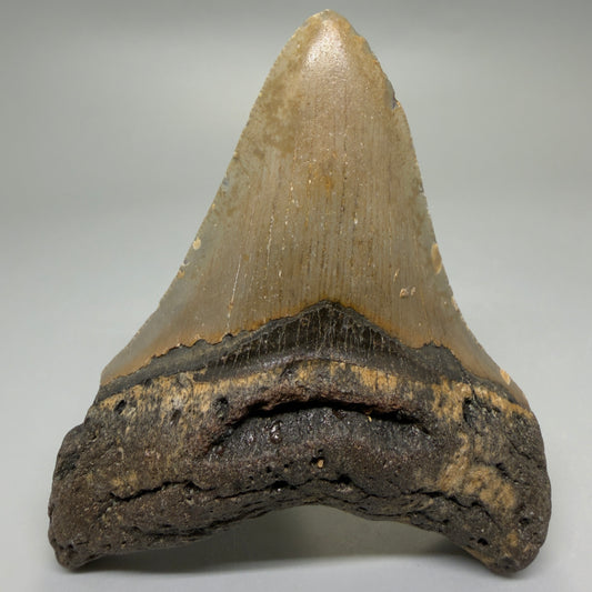 Front View Colorful 4.07" Authentic Megalodon Tooth – North Carolina Fossil | Carcharocles megalodon CM6225