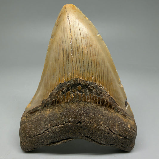 Front View Colorful 4.10" Authentic Megalodon Tooth – North Carolina Fossil | Carcharocles megalodon CM6052