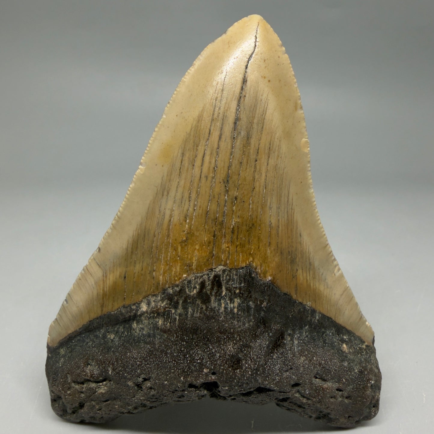 Front View Colorful 4.10" Authentic Megalodon Tooth – North Carolina Fossil | Carcharocles megalodon CM6469 - 1
