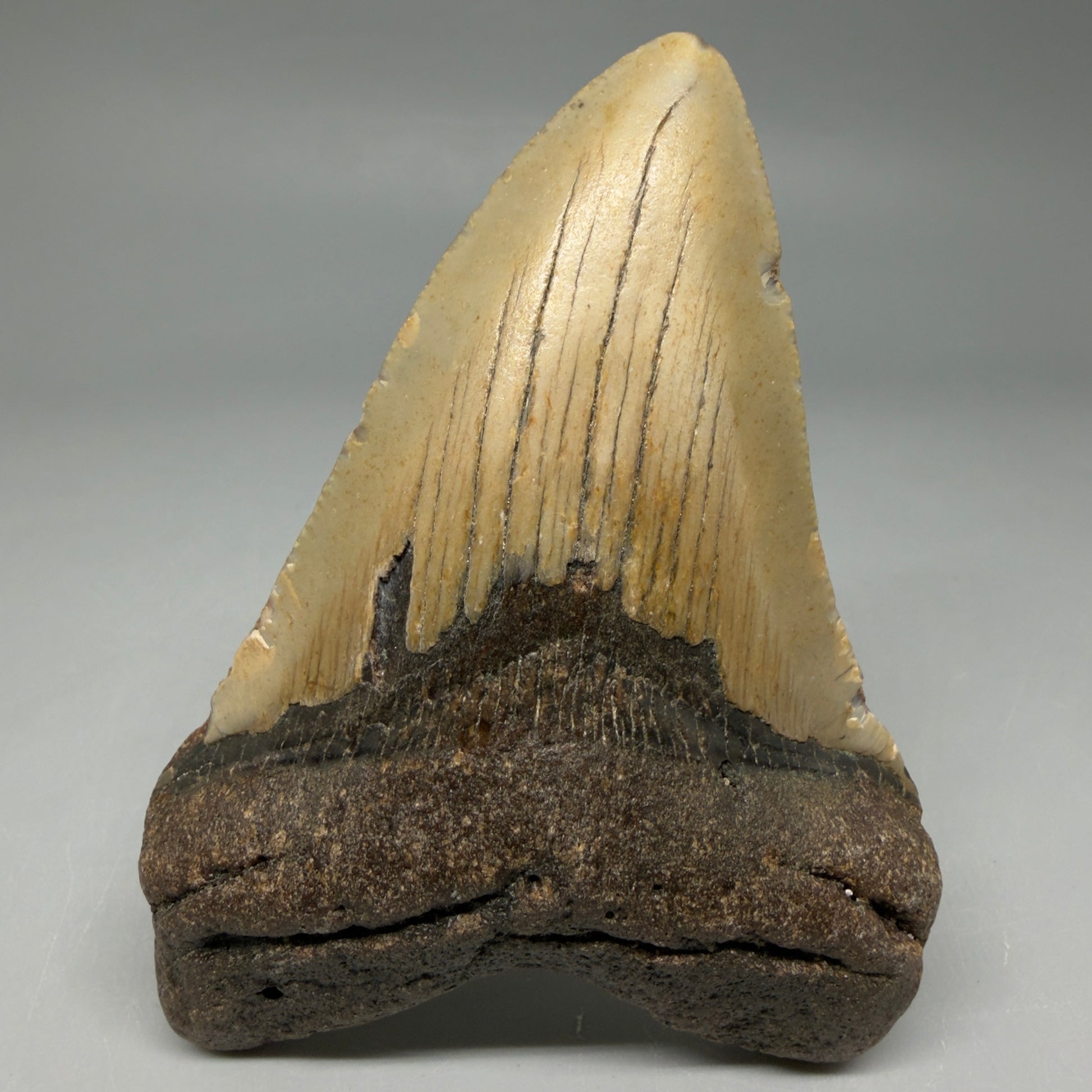 Front View Colorful 4.11" Authentic Megalodon Tooth – North Carolina Fossil | Carcharocles megalodon CM670 - 1