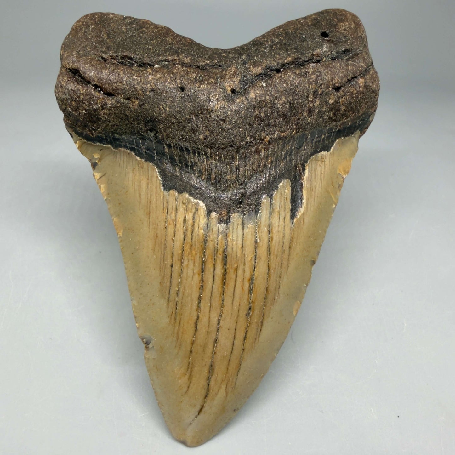 Front View Colorful 4.11" Authentic Megalodon Tooth – North Carolina Fossil | Carcharocles megalodon CM670