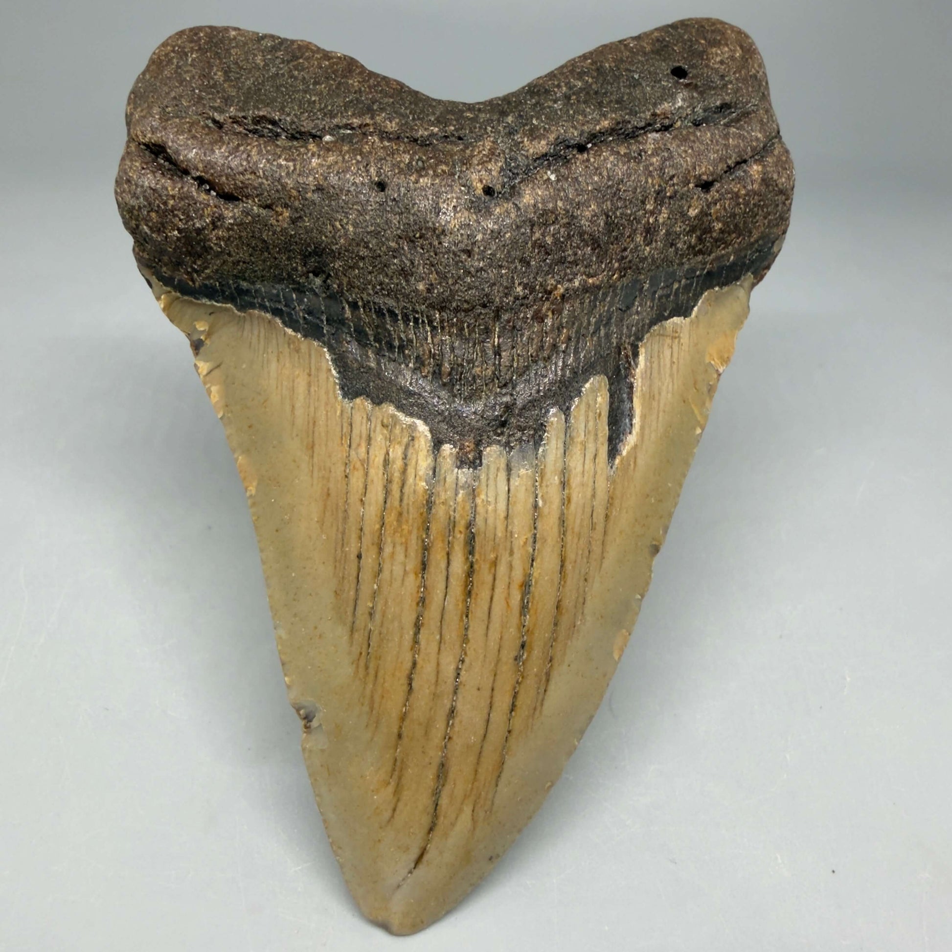 Front View Colorful 4.11" Authentic Megalodon Tooth – North Carolina Fossil | Carcharocles megalodon CM670