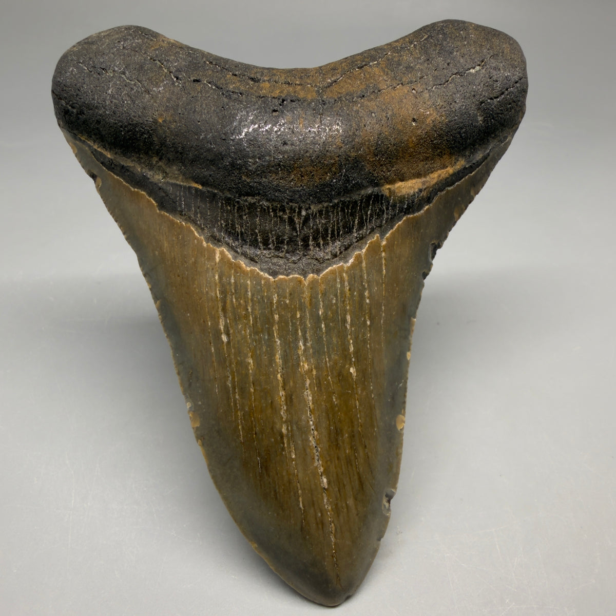 Front View Colorful 4.11" Authentic Megalodon Tooth – North Carolina Fossil megalodonteeth.com CM6748