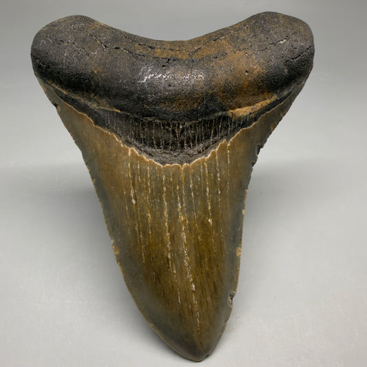 Front View Colorful 4.11" Authentic Megalodon Tooth – North Carolina Fossil megalodonteeth.com CM6748