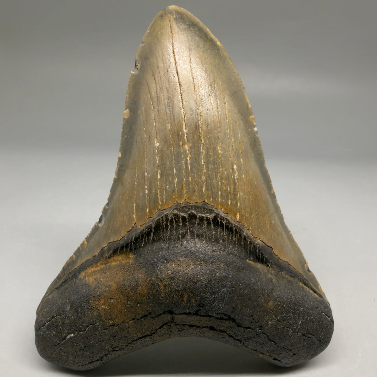 Front View Colorful 4.11" Authentic Megalodon Tooth – North Carolina Fossil megalodonteeth.com CM6748 - 1