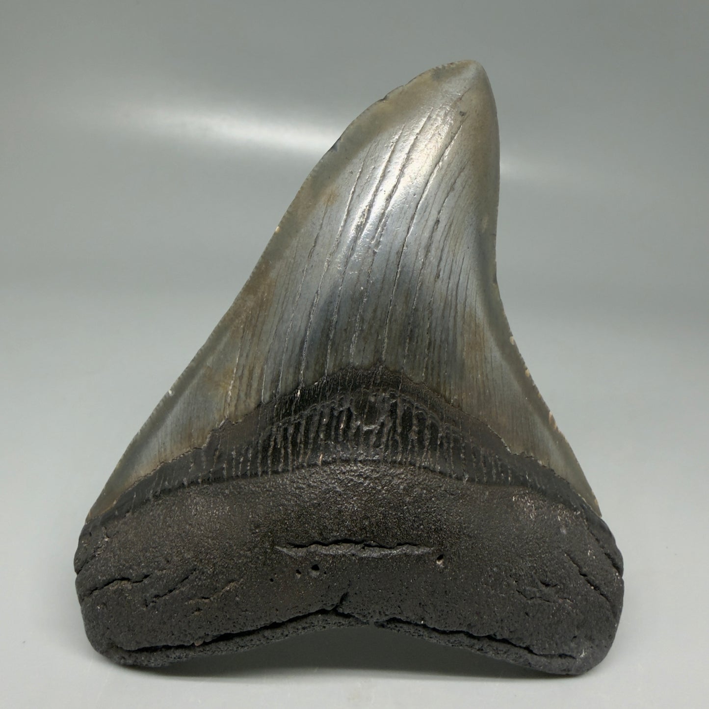 Front View Colorful 4.11" Megalodon Tooth from South Carolina CM6110