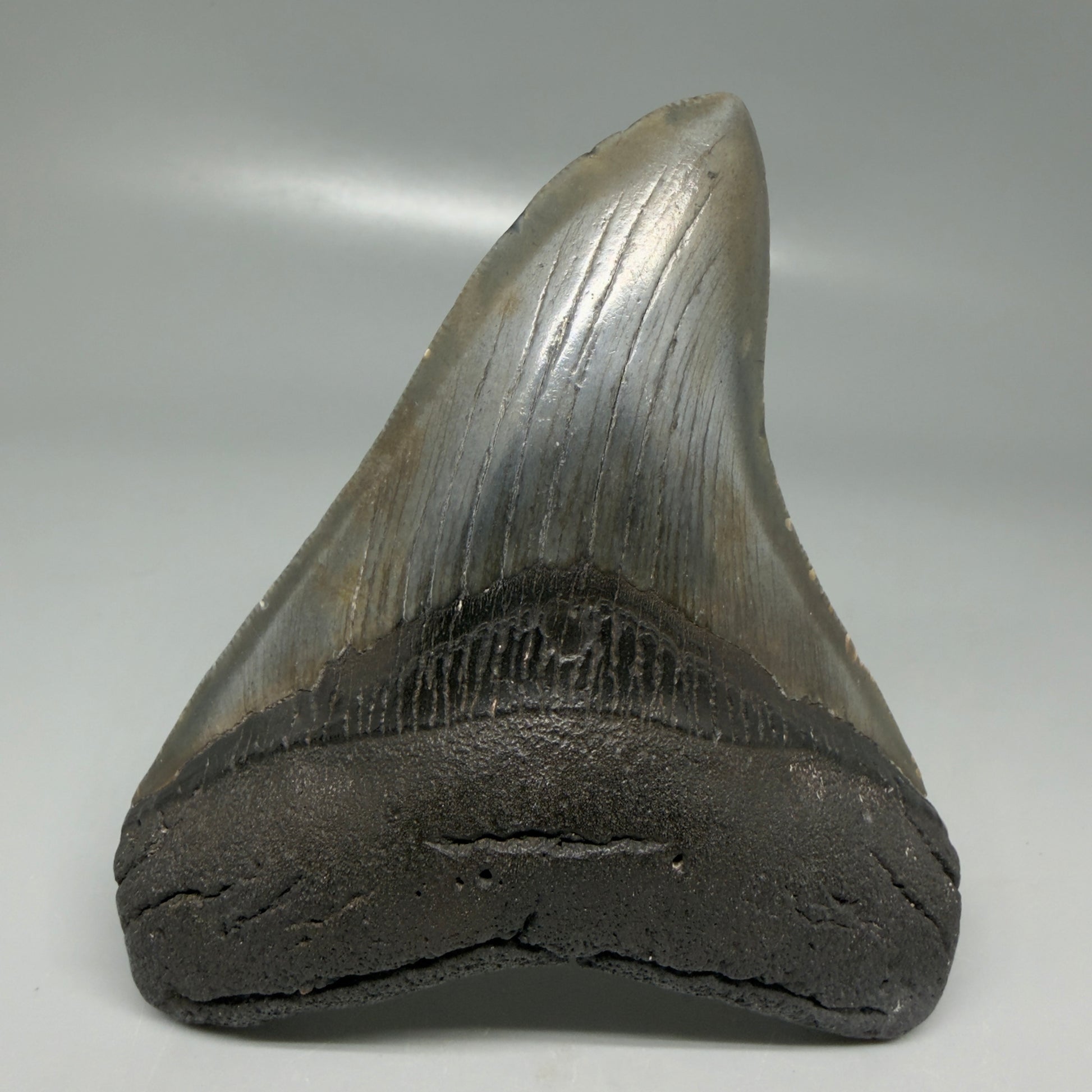 Front View Colorful 4.11" Megalodon Tooth from South Carolina CM6110