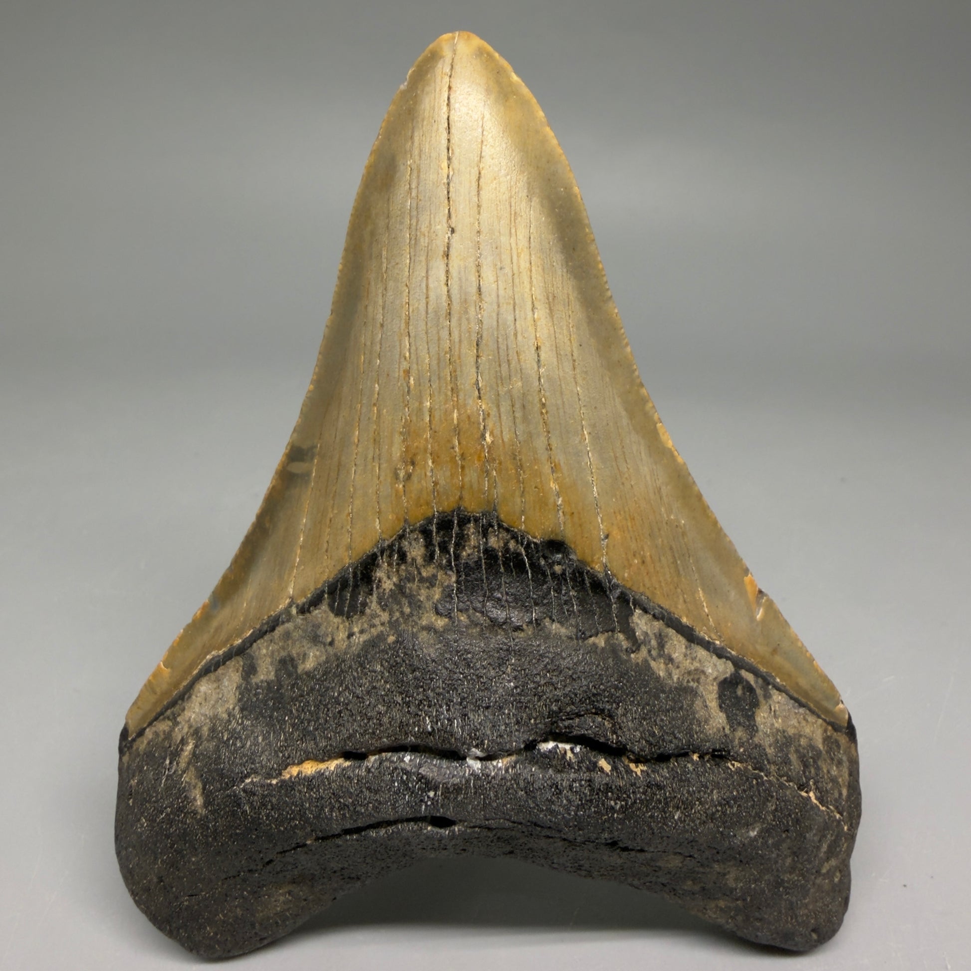 Front View Colorful 4.12" Authentic Megalodon Tooth – North Carolina Fossil | Carcharocles megalodon CM6511