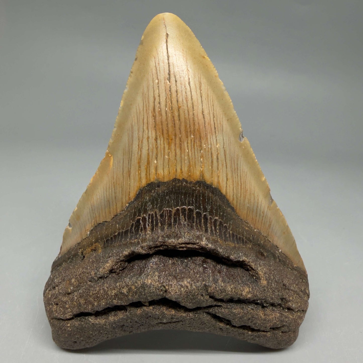 Front View Colorful 4.15" Authentic Megalodon Tooth – North Carolina Fossil | Carcharocles megalodon CM6472