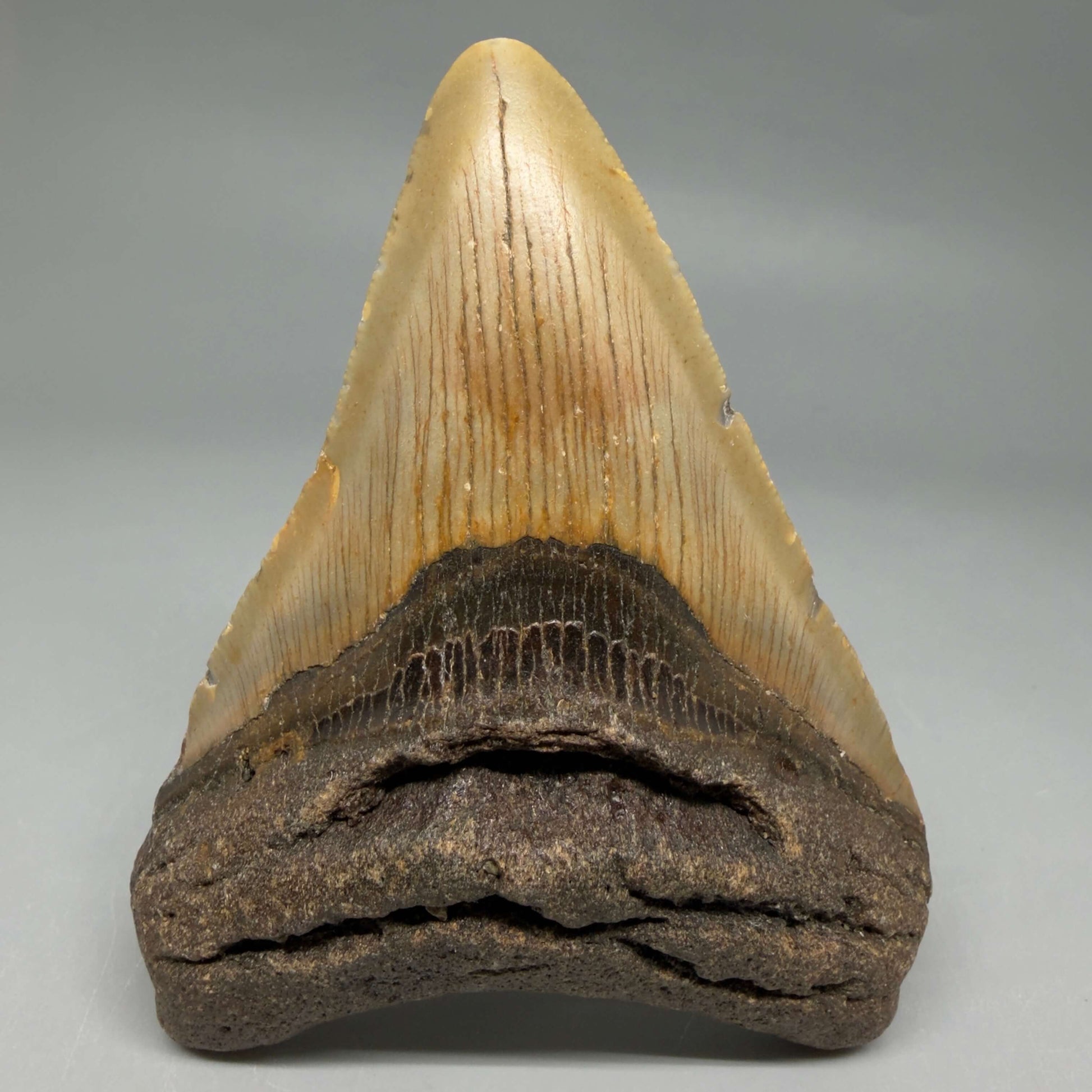Front View Colorful 4.15" Authentic Megalodon Tooth – North Carolina Fossil | Carcharocles megalodon CM6472