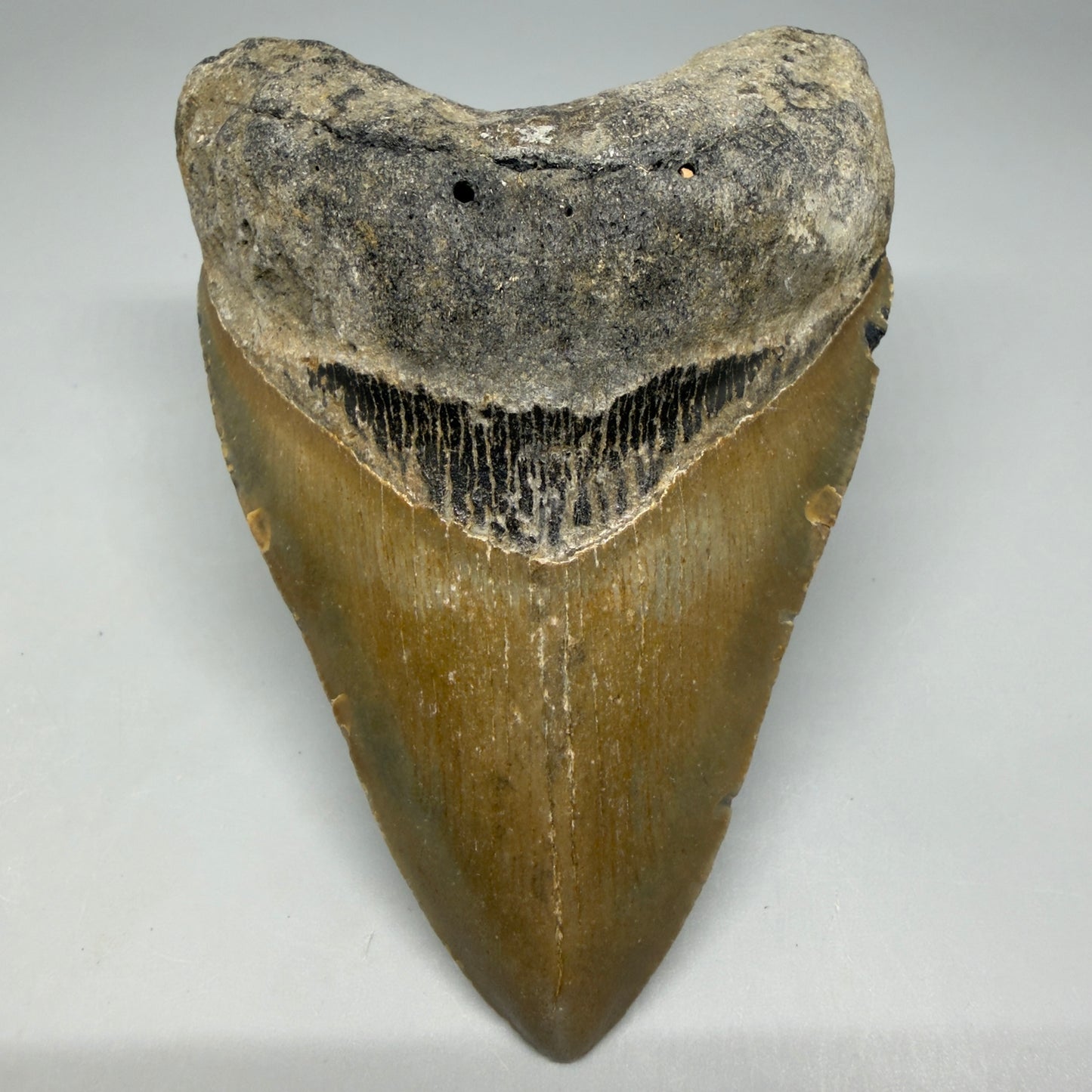 Front View Colorful 4.16" Authentic Megalodon Tooth – North Carolina Fossil | Carcharocles megalodon CM6471 - 1