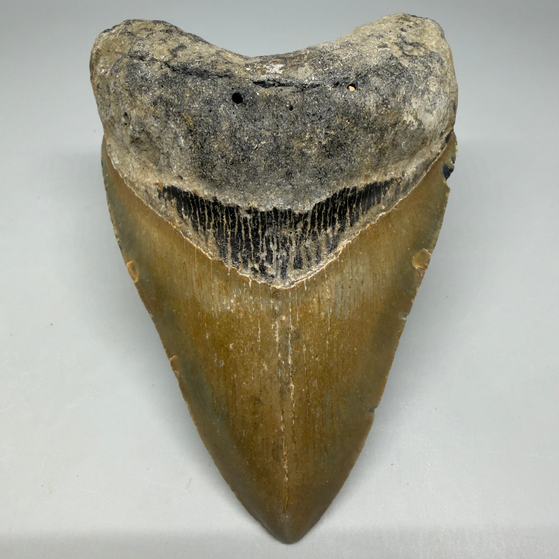 Front View Colorful 4.16" Authentic Megalodon Tooth – North Carolina Fossil | Carcharocles megalodon CM6471 - 1
