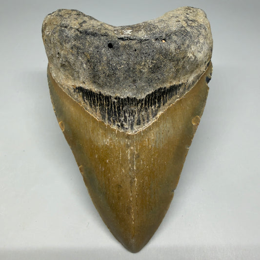 Front View Colorful 4.16" Authentic Megalodon Tooth – North Carolina Fossil | Carcharocles megalodon CM6471 - 1