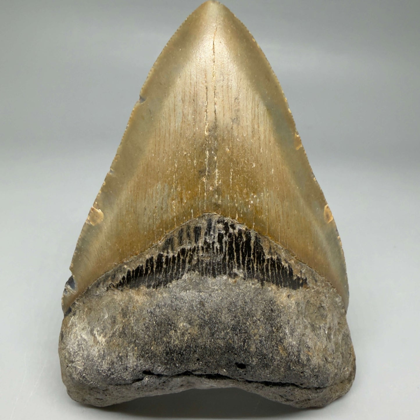 Front View Colorful 4.16" Authentic Megalodon Tooth – North Carolina Fossil | Carcharocles megalodon CM6471