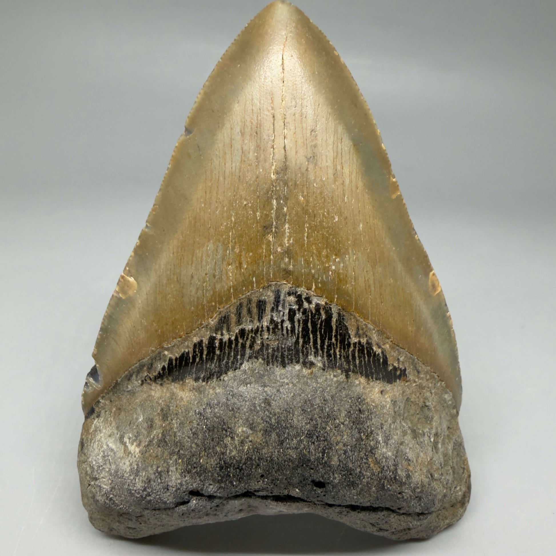 Front View Colorful 4.16" Authentic Megalodon Tooth – North Carolina Fossil | Carcharocles megalodon CM6471