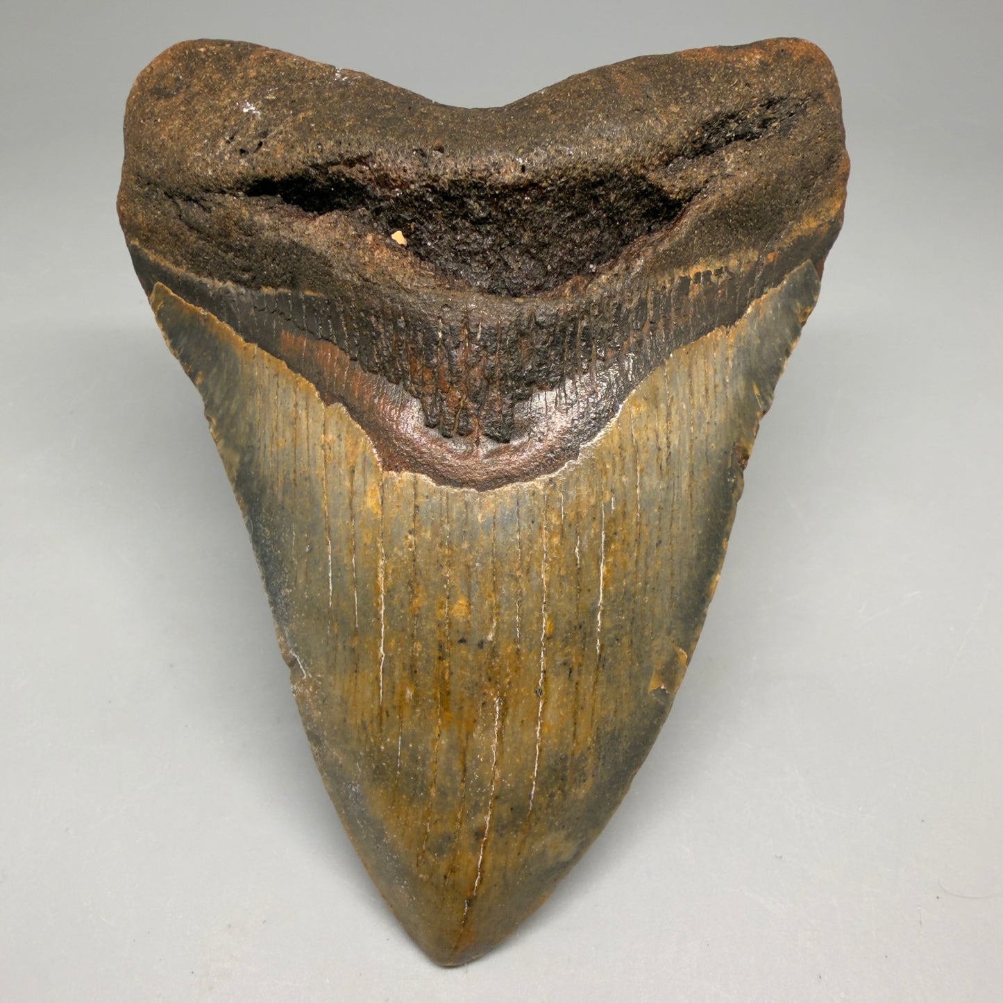 Front View Colorful 4.16" Authentic Megalodon Tooth – North Carolina Fossil | Carcharocles megalodon CM6514 - 1
