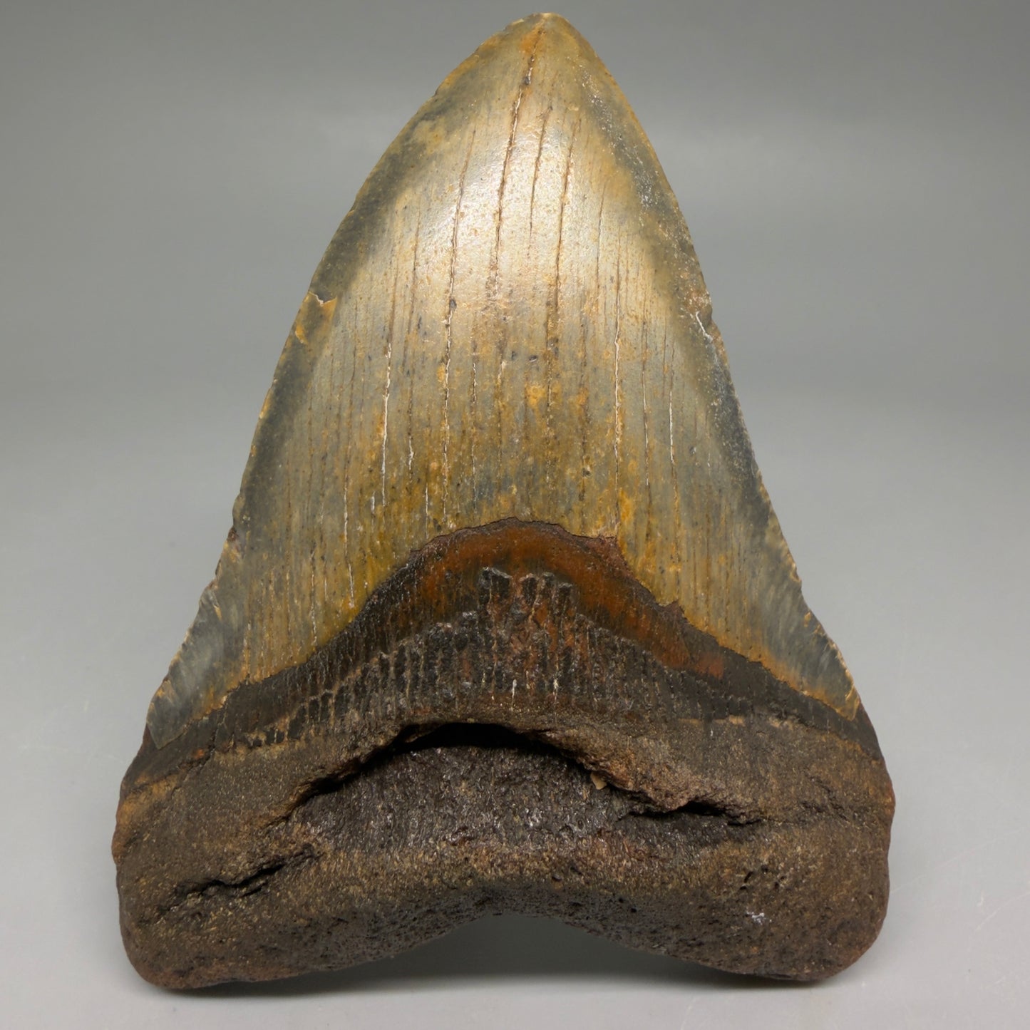 Front View Colorful 4.16" Authentic Megalodon Tooth – North Carolina Fossil | Carcharocles megalodon CM6514