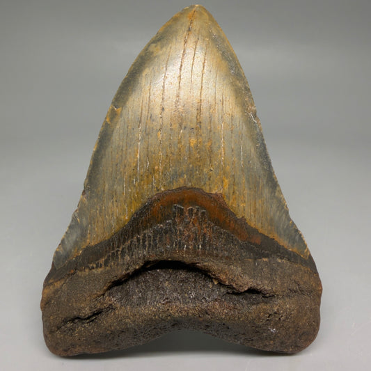 Front View Colorful 4.16" Authentic Megalodon Tooth – North Carolina Fossil | Carcharocles megalodon CM6514