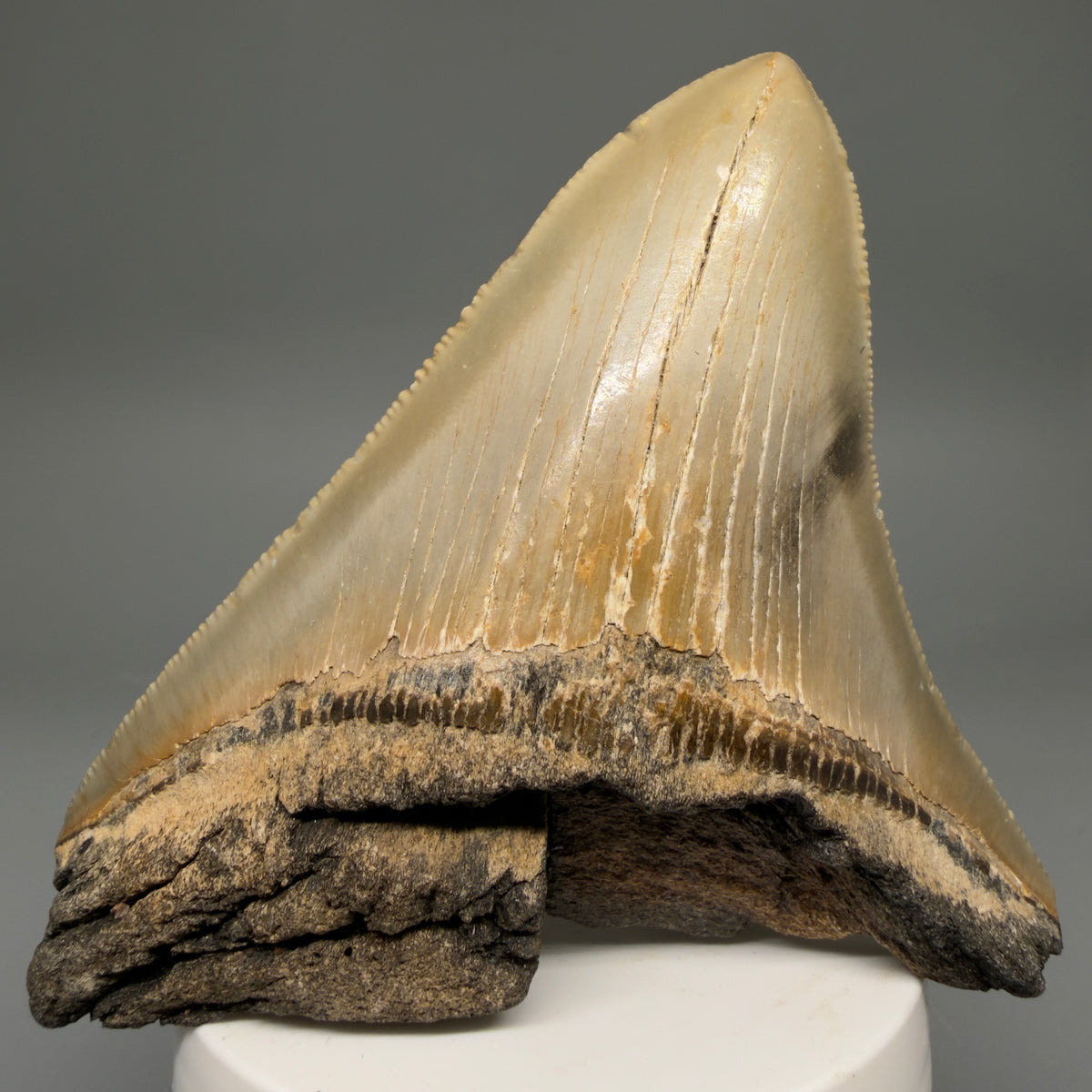 Front View Colorful 4.16" Authentic Megalodon Tooth – North Carolina Fossil | Carcharocles megalodon megalodonteeth.com CM6647