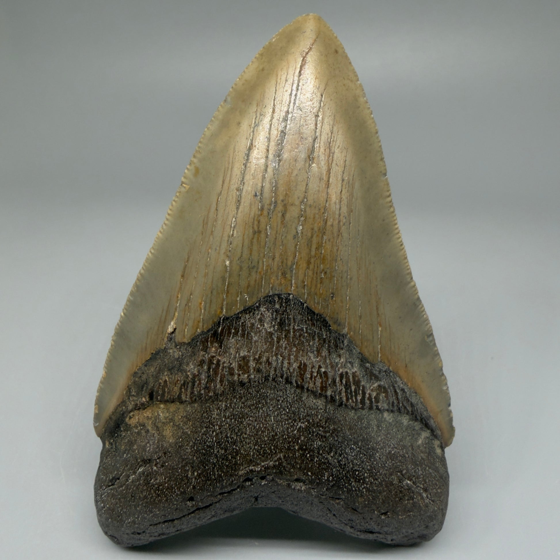 Front View Colorful 4.17" Authentic Megalodon Tooth – North Carolina Fossil | Carcharocles megalodon CM5473