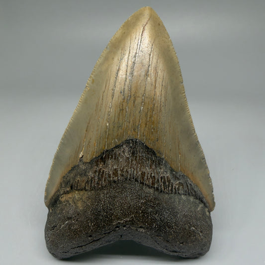 Front View Colorful 4.17" Authentic Megalodon Tooth – North Carolina Fossil | Carcharocles megalodon CM5473