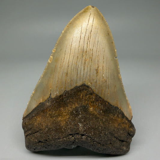 Front View Colorful 4.17" Authentic Megalodon Tooth – North Carolina Fossil | Carcharocles megalodon CM5992
