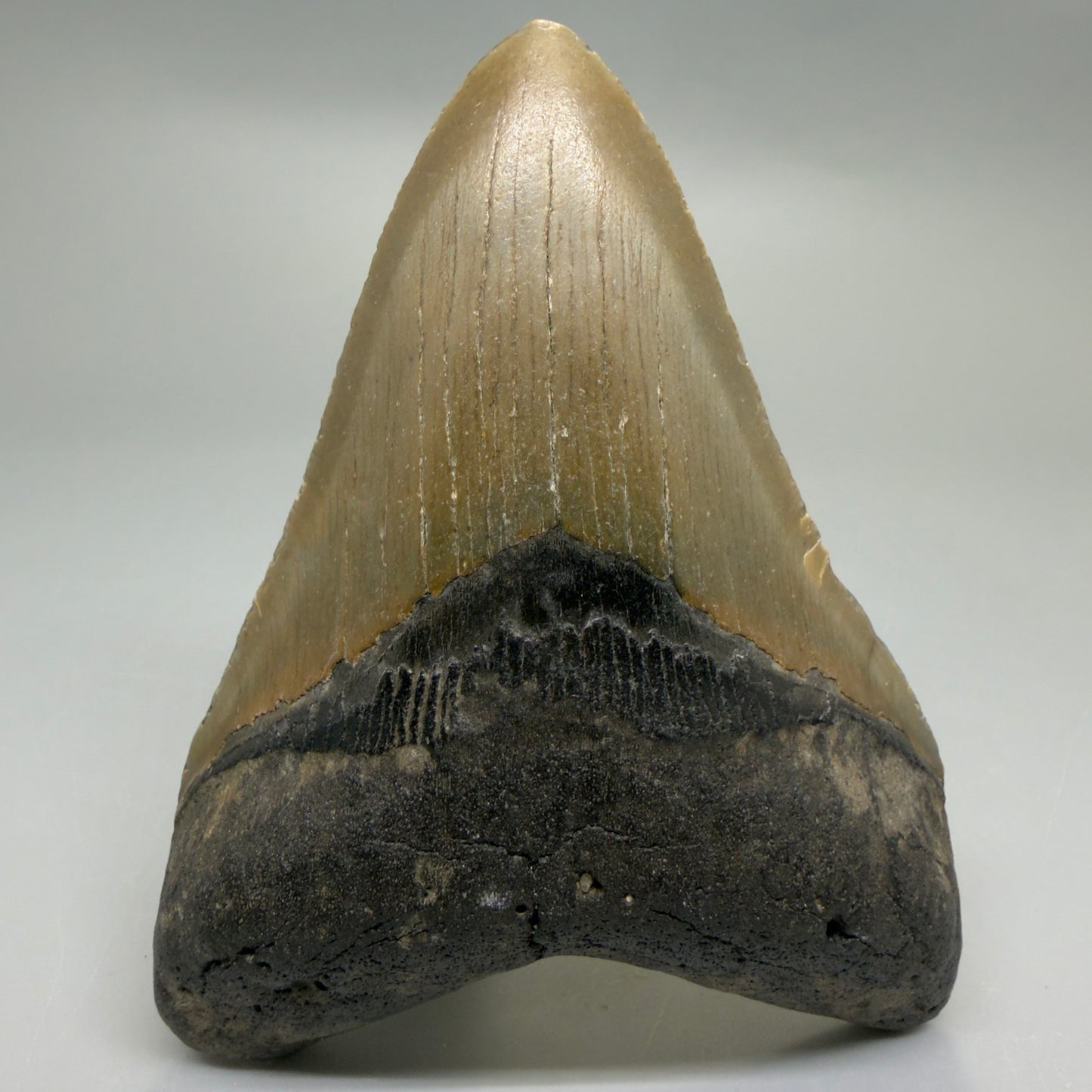 Front View Colorful 4.19" Authentic Megalodon Tooth – North Carolina Fossil | Carcharocles megalodon CM6228
