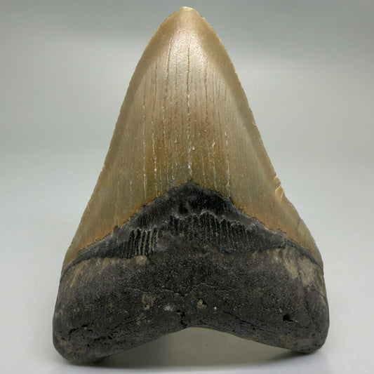 Front View Colorful 4.19" Authentic Megalodon Tooth – North Carolina Fossil | Carcharocles megalodon CM6228