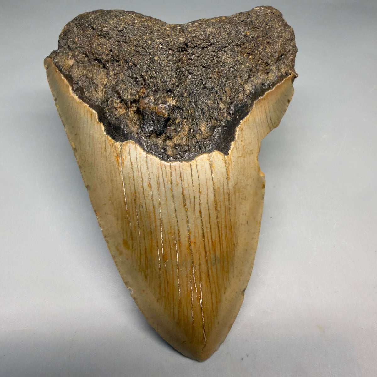 Front View Colorful 4.20" Authentic Megalodon Tooth – North Carolina Fossil | Carcharocles megalodon megalodonteeth.com CM6649