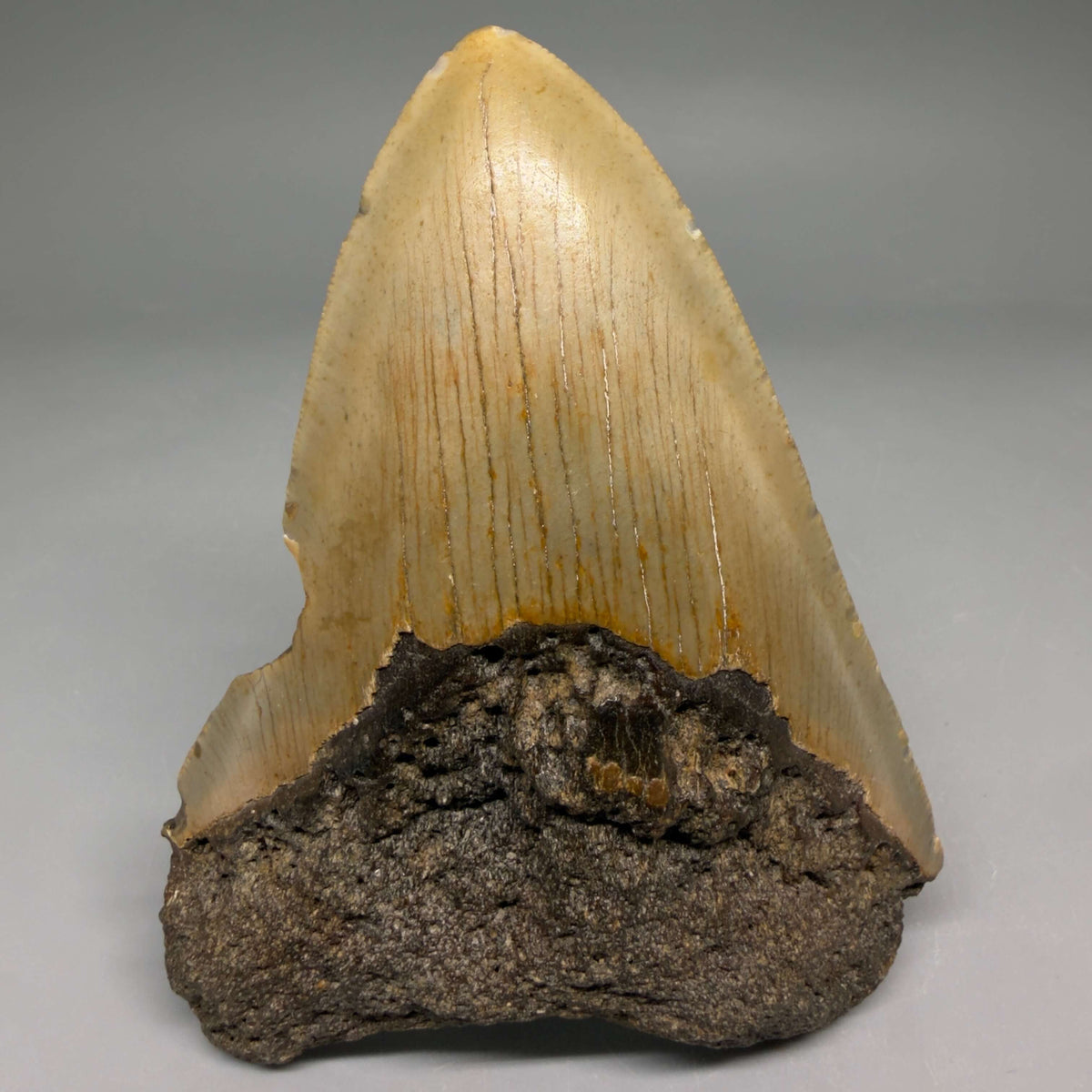 Front View Colorful 4.20" Authentic Megalodon Tooth – North Carolina Fossil | Carcharocles megalodon megalodonteeth.com CM6649 - 1
