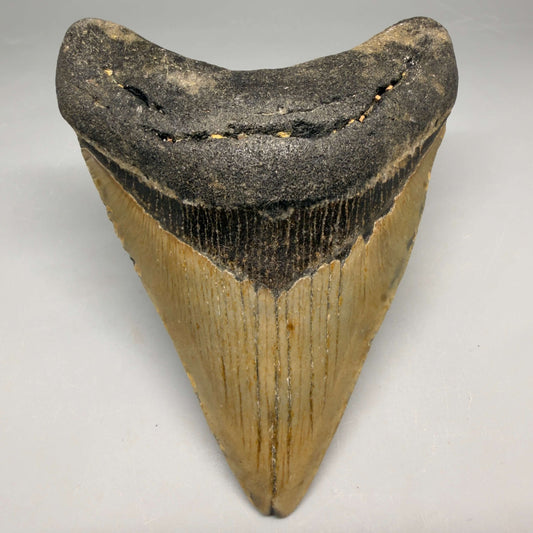Front View Colorful 4.23" Authentic Megalodon Tooth – North Carolina Fossil | Carcharocles megalodon megalodonteeth.com CM6654