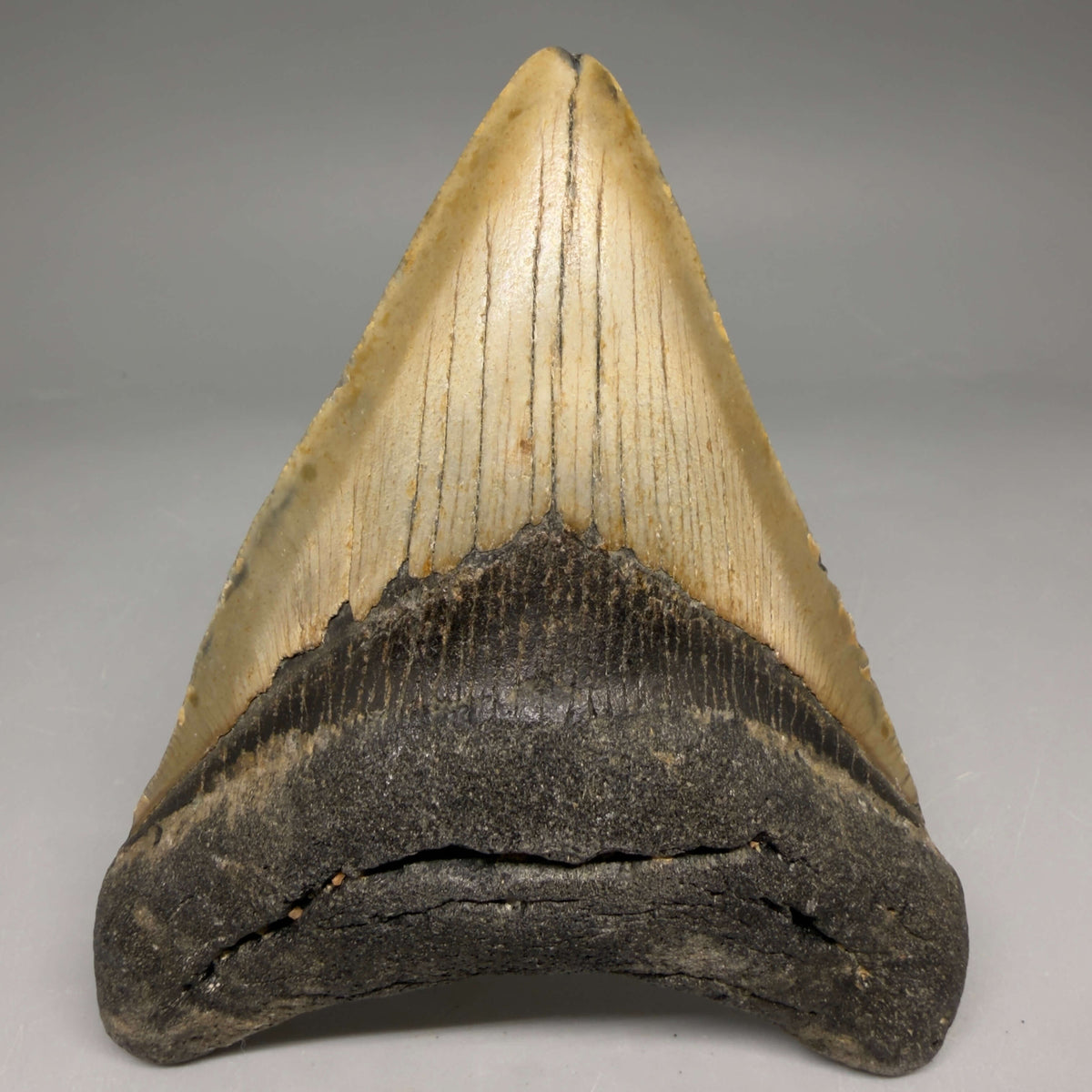 Front View Colorful 4.23" Authentic Megalodon Tooth – North Carolina Fossil | Carcharocles megalodon megalodonteeth.com CM6654 - 1