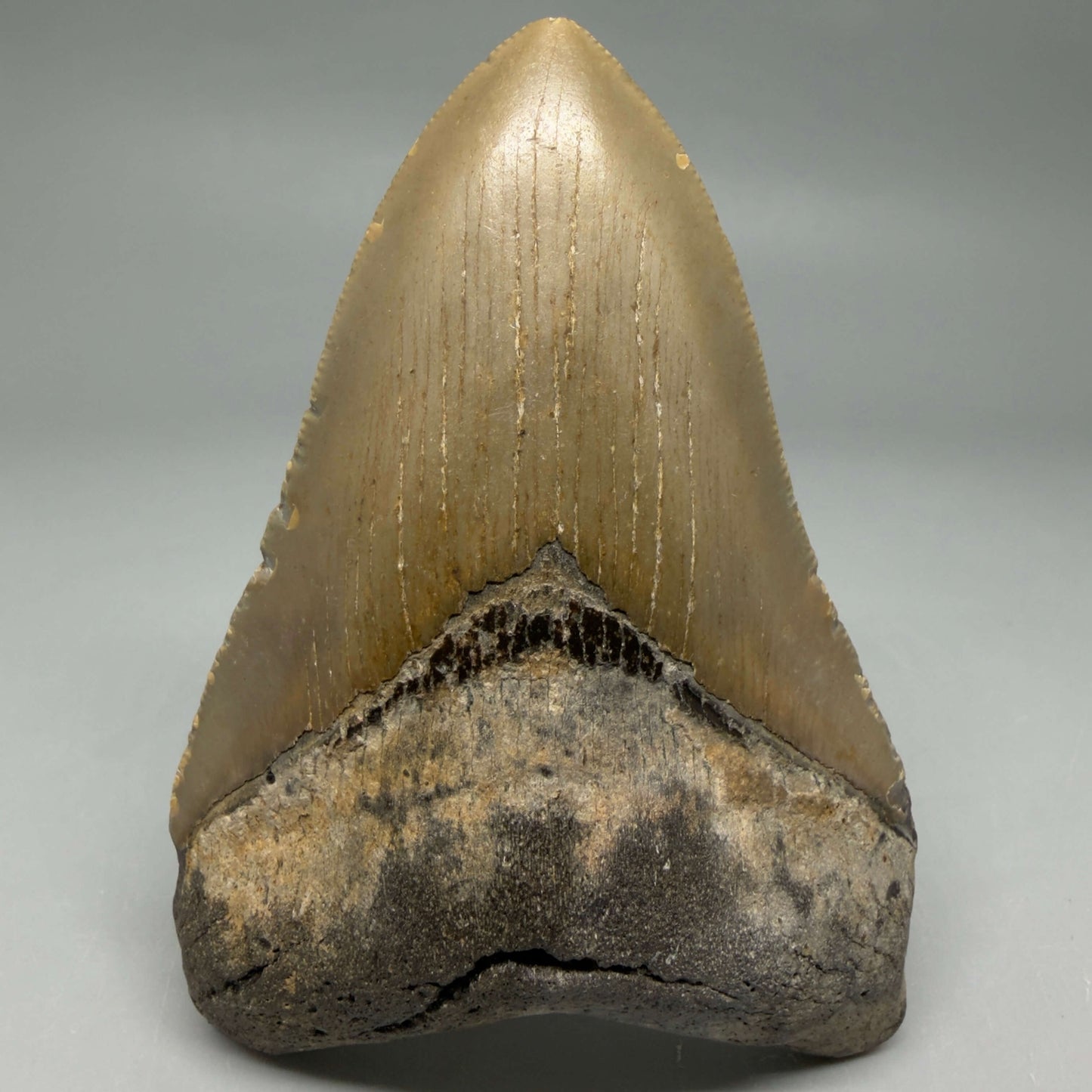 Front View Colorful 4.24" Authentic Megalodon Tooth – North Carolina Fossil | Carcharocles megalodon CM6473