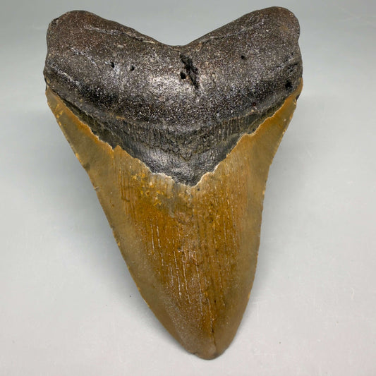 Front View Colorful 4.24" Authentic Megalodon Tooth – North Carolina Fossil | Carcharocles megalodon megalodonteeth.com CM6652