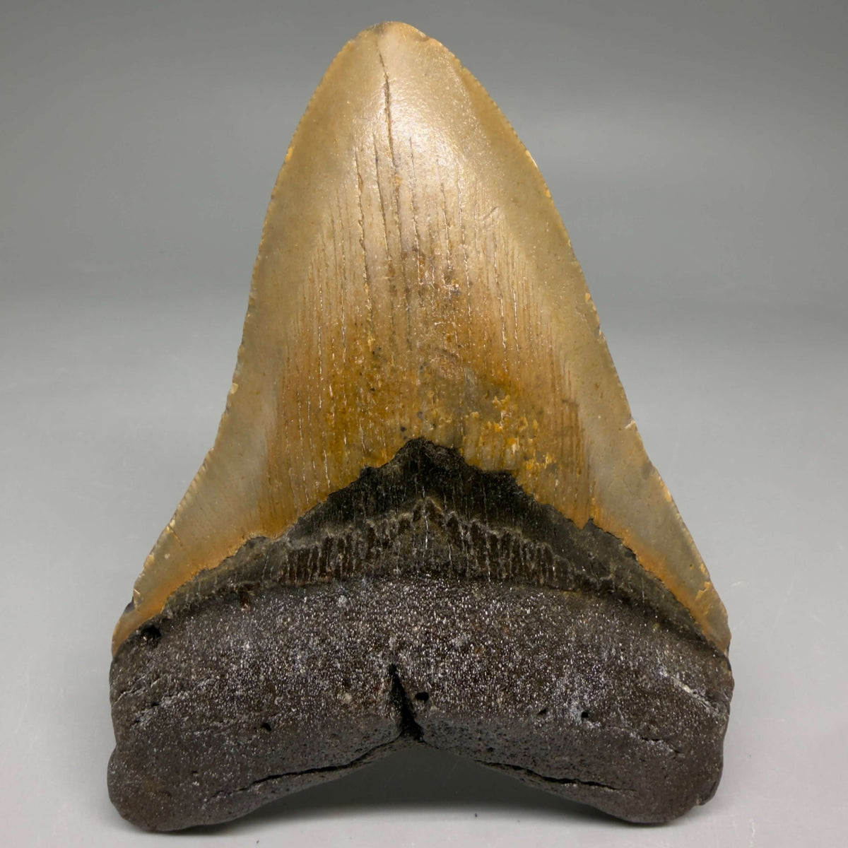 Front View Colorful 4.24" Authentic Megalodon Tooth – North Carolina Fossil | Carcharocles megalodon megalodonteeth.com CM6652 - 1