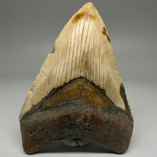 Front View Colorful 4.26" Authentic Megalodon Tooth – North Carolina Fossil | Carcharocles megalodon CM5739