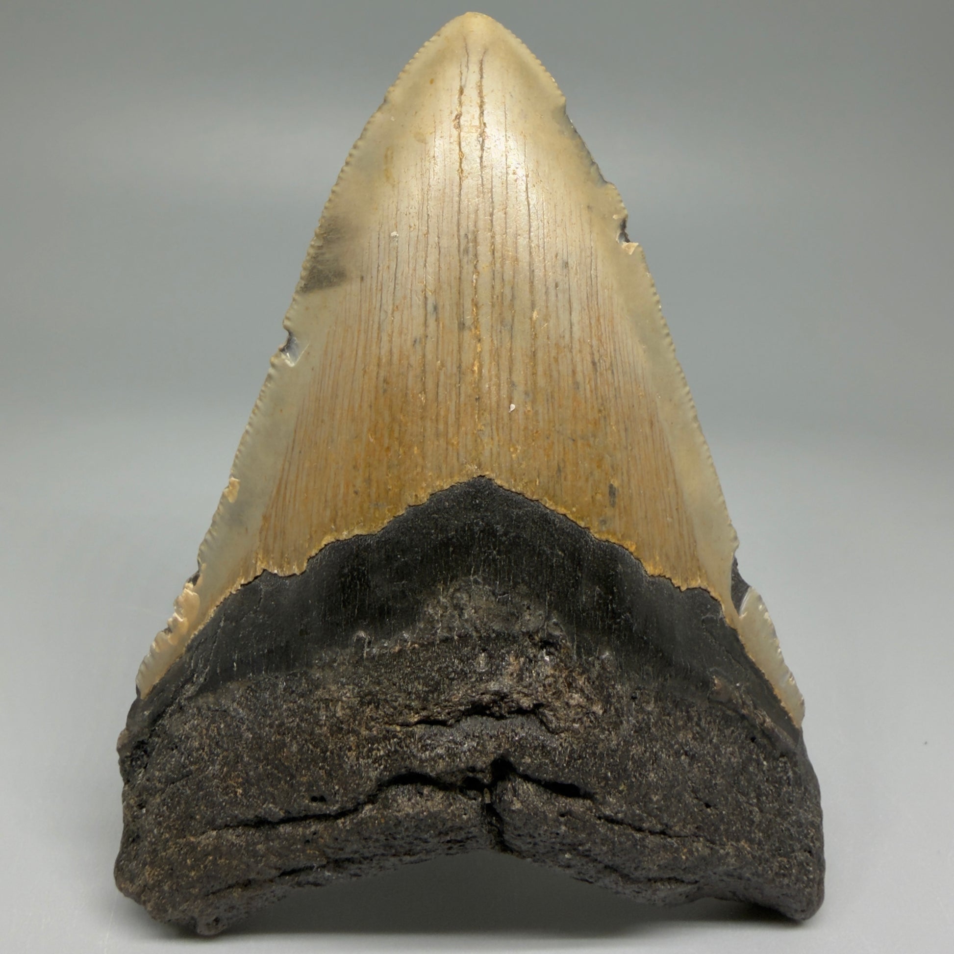 Front View Colorful 4.28" Authentic Megalodon Tooth – North Carolina Fossil | Carcharocles megalodon CM5469
