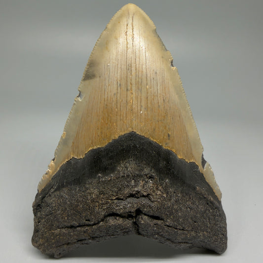 Front View Colorful 4.28" Authentic Megalodon Tooth – North Carolina Fossil | Carcharocles megalodon CM5469