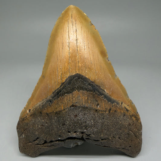 Front View Colorful 4.28" Authentic Megalodon Tooth – North Carolina Fossil | Carcharocles megalodon CM594
