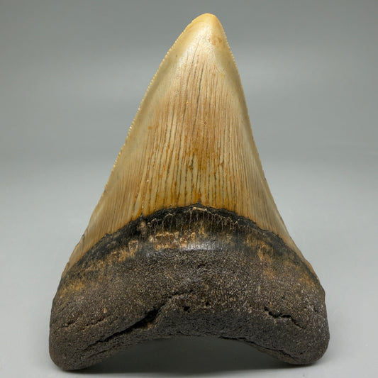 Front View Colorful 4.29" Authentic Megalodon Tooth – North Carolina Fossil | Carcharocles megalodon CM6053