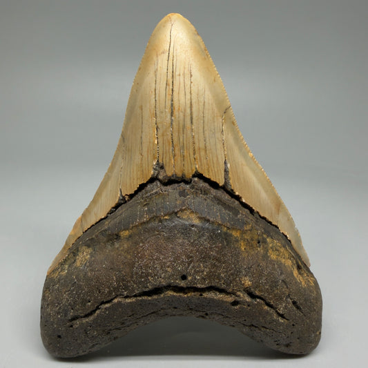 Front View Colorful 4.32" Authentic Megalodon Tooth – North Carolina Fossil | Carcharocles megalodon CM6054